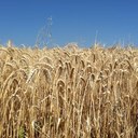 Martha Oakley - @fancyivory - Twitter