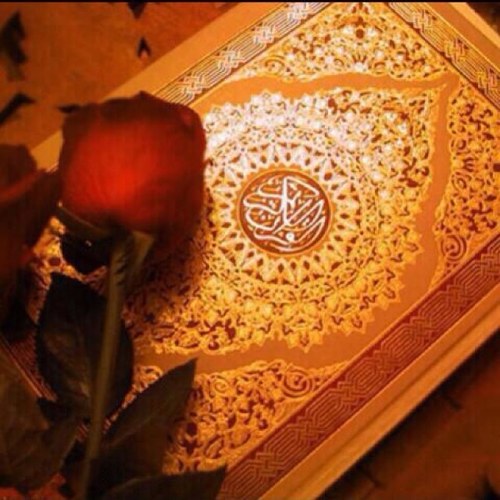 hasan89378263's profile picture. 