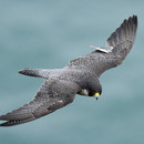 Re1_Jang_Su_Mae's profile picture. 강원 두메 / 컴퓨터전공 / 시스템엔지니어