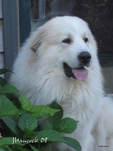 Adore my husband, daughter, and my two Great Pyrenees dogs. .👀🌊🌊🌊 Just lost two pups...Lance and Merlin. So only two now...sadly. RIP Lance and Merlin.
