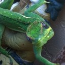 Lizzie Holmes - @virgalona73 - Twitter