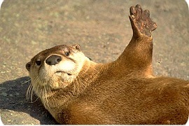 #Canada lover, tweets about #nature #wildlife and the #environment.