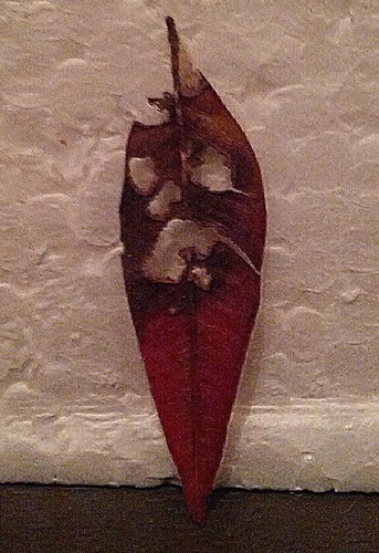 chinemu0807's profile picture. ネオラグーン