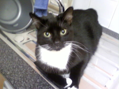 im a big black and white cat from Dundee I love food food food and sleeping.