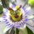 maredog56's profile image