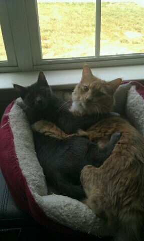 KATaylor1984's profile picture. 