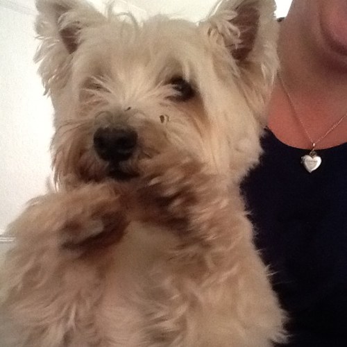 cheesypaws's profile picture. iam 10 years old and head of the house hold. i love sniffing running dips in the river and creating a whole lot of mischief my mummy is @missemma_lockey