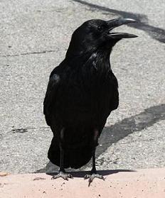 gooner92's profile picture. 