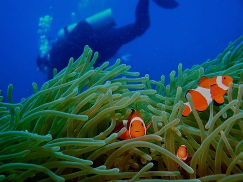 We provide sustainable, equitable, and profitable coastal development solutions for global environmental issues with a strong focus on coral reef conservation.