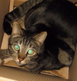 LittleSpikey's profile picture. Practitioner of many crafts. Retired (Deleted - Work in HE Professional Services). Don't have many thoughts but they are my own. Love Tigers.