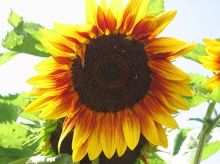 dal506162's profile picture. 