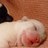 laurensharples9's profile image