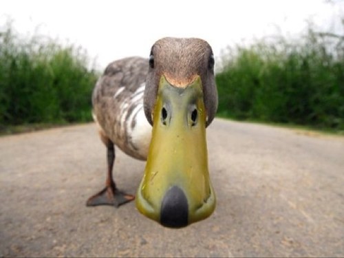 Look, Its the Ugly Fuckling!!! Such a majestic creature lets follow it!!!