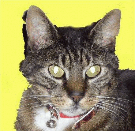 Butchi's profile picture. Ik doe niet aan volgers (ik werk met hashtags). Volgers worden (tijdelijk) geblockt. Alles wat ik schrijf is Kunst of overdrachtelijk bedoeld.