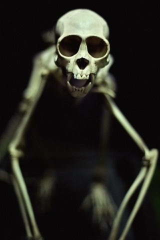 Monza101's profile picture. I'm the jerk on the Foil....long socks and long beard.