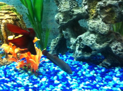 NLSinc's profile picture. 