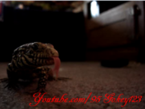 95Gokey123's profile picture. 