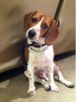 Forever Home Beagle Rescue, a no-kill 501c3 rescue devoted to saving Death Row pups primarily in PA, WV, OH & KY.