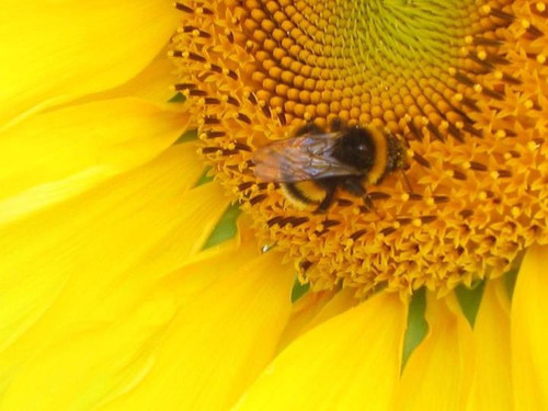 Propolispunkteu's profile picture. Auf Propolis.eu finden Sie eine Auswahl erlesener Propolis- und Honigprodukte und alles Wissenswerte über die Anwendung, Wirkung und Vielseitigkeit von Propolis