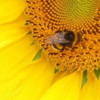 Propolis.eu (@propolispunkteu) Twitter profile photo