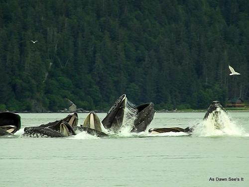 dawnislistening's profile picture. 12 Step Quality of Life Recovery.  Sharing Experience, Strength and Hope