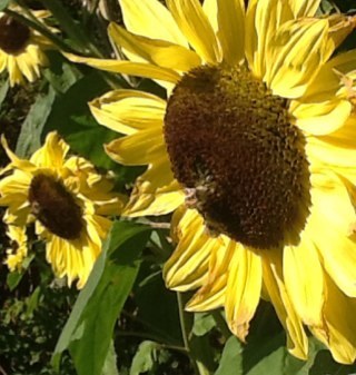 sueinthebay's profile picture. Organic vegetable gardening, clean eating, slow food making, small town living, domestic goddess.