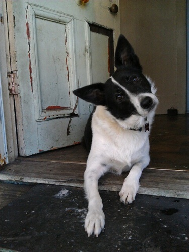 rubypeoplesdog's profile picture. four legs, no arms, predominantly black, partly white medium sized hound