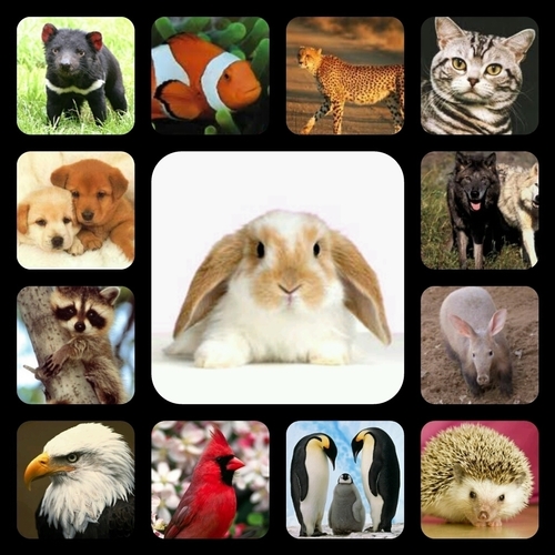 MorganB60556870's profile picture. Animal facts all the time. Follow me.
