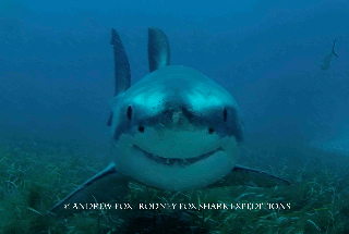 Rodney Fox Shark Expeditions.  The original great white shark cage dive started by shark attack survivor Rodney Fox. Adventure & research based shark diving.