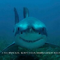 Rodney Fox (@rodneyfoxshark) Twitter profile photo