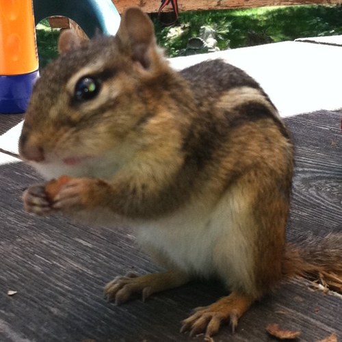 ThatGirlCanBake's profile picture. YA librarian who enjoys baking, crafting, watching squirrels, collecting quotes, reading, and watching movies in old movie theaters.