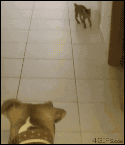 funny_share_org's profile picture. I like funny pics, I follow back, I'm Boombastique. Follow me to see funny pics & videos. #TeamFollowBack #FollowBack #funny #pics