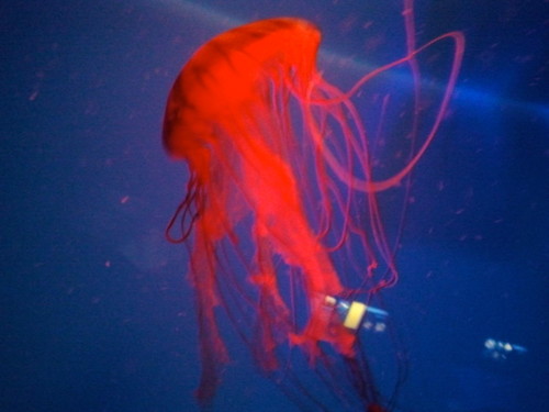 BeltOutThisSong's profile picture. Here are the songs I'm singing to today and why I can't get them out of my head.