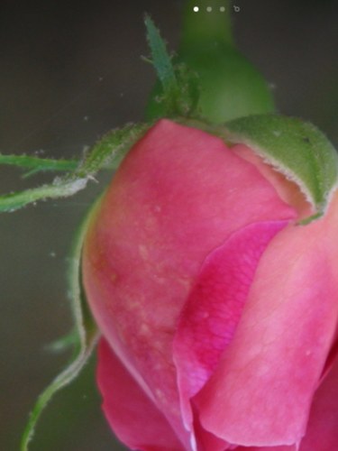 alwaleedim's profile picture. شخص عادي احب الدين والمنهج المعتدل ضد الطغيان احب الشعر والطرفة يجذبني العبقري والمؤرخ والمفكر