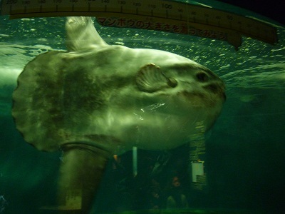 kinositani's profile picture. 