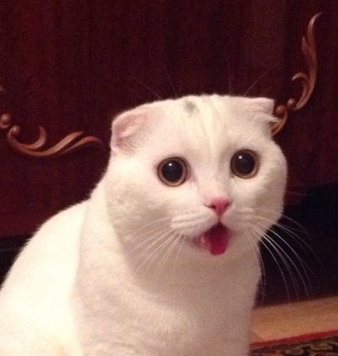 zullu313's profile picture. 