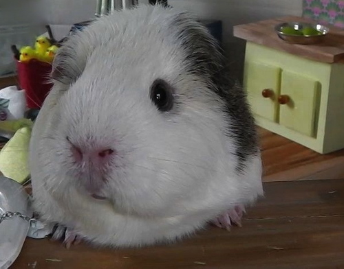 Just a busy guinea pig, getting through life day by day.... like us on facebook