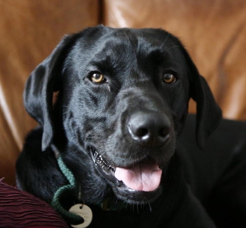 CleverDogLead's profile picture. Hi, I’m Stanley, my owner & her friend came up with my Clever Dog Lead. Find out more @ http://t.co/HgCDHDte. Tin Dog Limited (c) All rights reserved 2012.