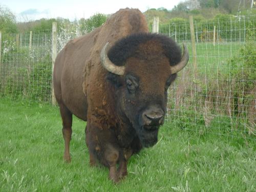 We farm Bison & Deer and also cater for B & B in our farm house. On site shop selling Venison & Bison meat.