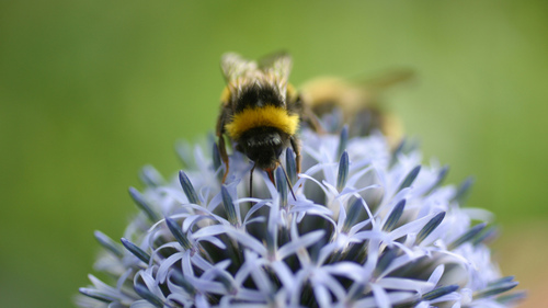 pepesant21's profile picture. 