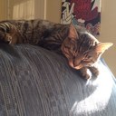 Walt Whitman - @Walter_Bear - Twitter