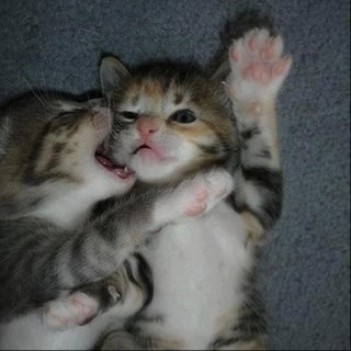 MANNENA404's profile picture. 