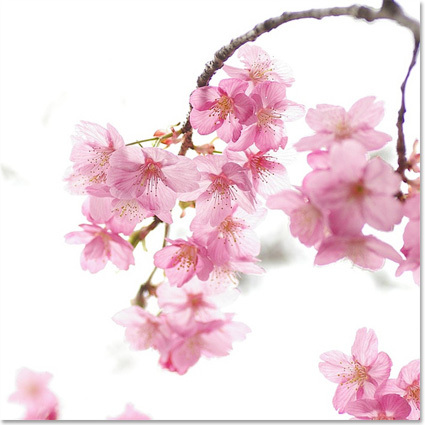 shenshia's profile picture. 