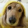 pochisanwan's profile picture. 底辺のWeb屋