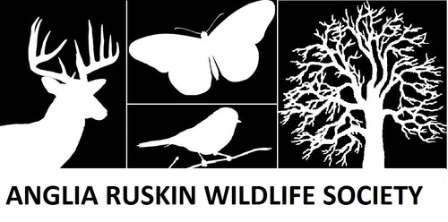ARUWildlifeSoc's profile picture. Anglia Ruskin Wildlife Society, open to all students of ARU. Bronze award society