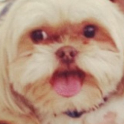 gryphonturner's profile picture. Hey! I'm Gryphon! Or some call me Falcor. I belong to @tobyturner.    I like duckstrips and dislike when toby plays games.