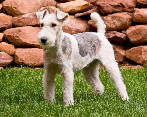 I am a wire fox terrier who likes to speak his mind. I just wrote a book about my experiences and my views on #politics #obama #gays #straights #religion etc.