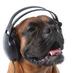 Griffin Radio Dawg (@griffin1dawg) Twitter profile photo Griffin Radio Dawg (@griffin1dawg) Twitter profile photo