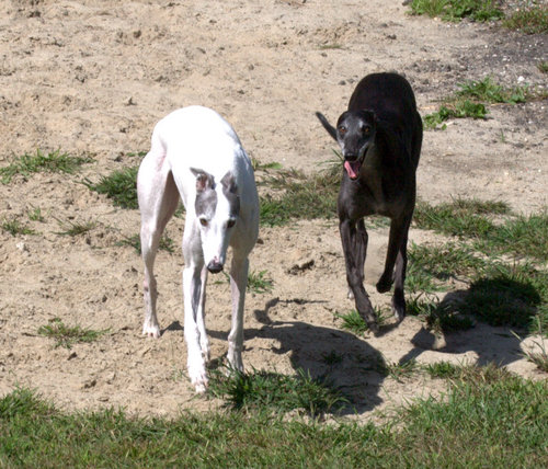 Greyhound fanatic, photographer, Mainer.  In that order.