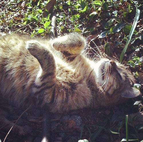 _luc_hannya's profile picture. 